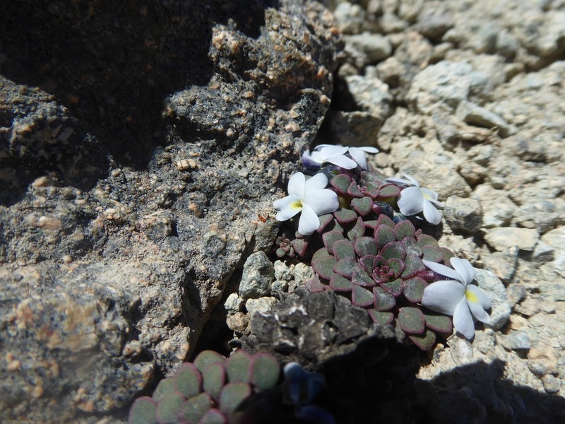 Viola sacculus photo 8