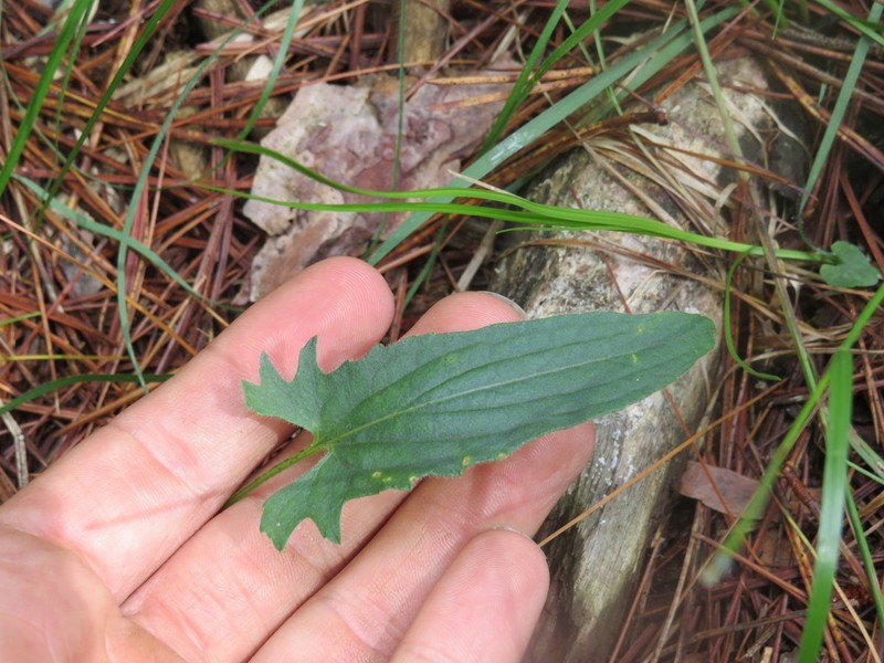 Arrowleaf Violet photo 2