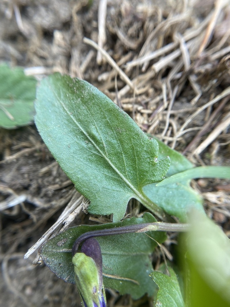 Arrowleaf Violet photo 3