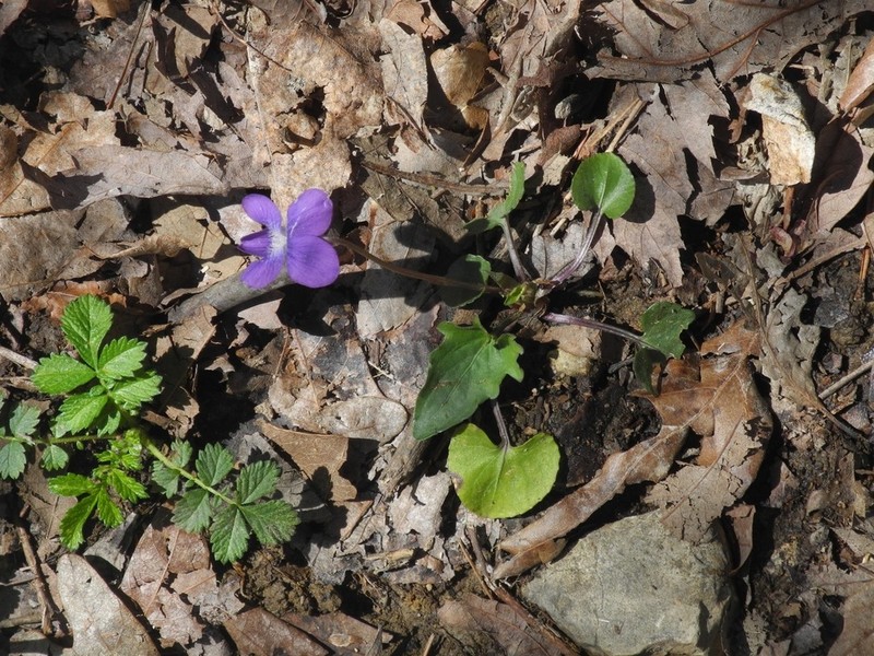 Arrowleaf Violet photo 4
