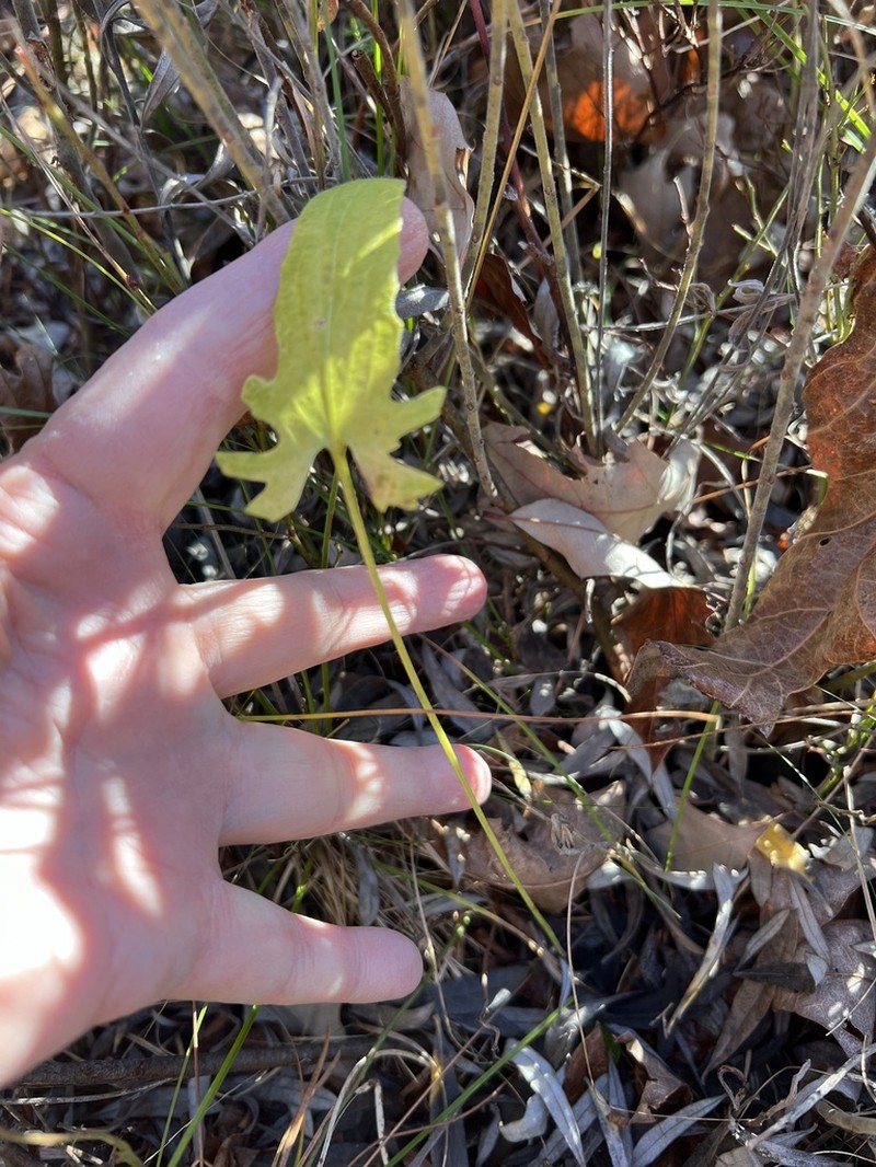 Arrowleaf Violet photo 5