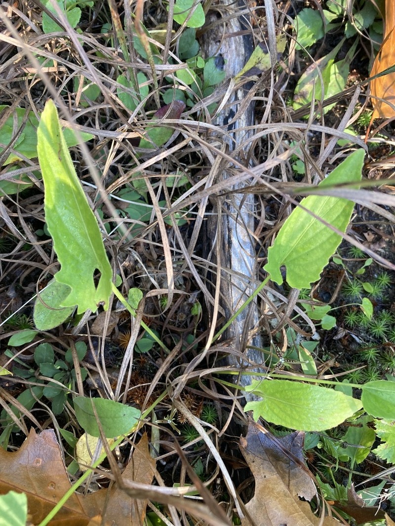 Arrowleaf Violet photo 6