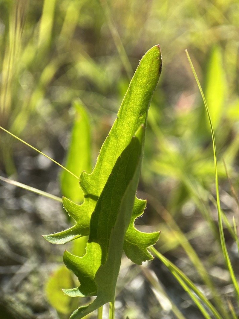 Arrowleaf Violet photo 7