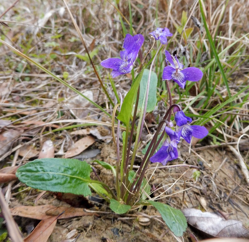 Arrowleaf Violet