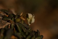Viola saxifraga
