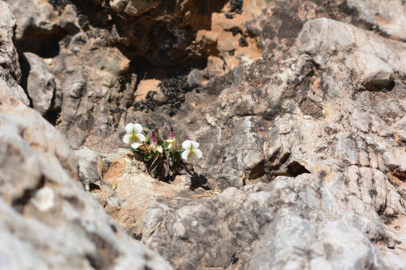 Viola saxifraga photo 2