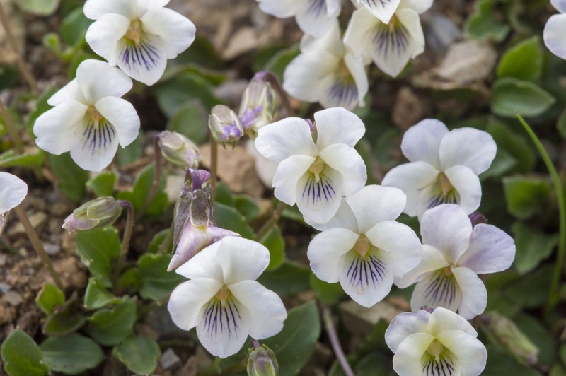 Viola saxifraga photo 3