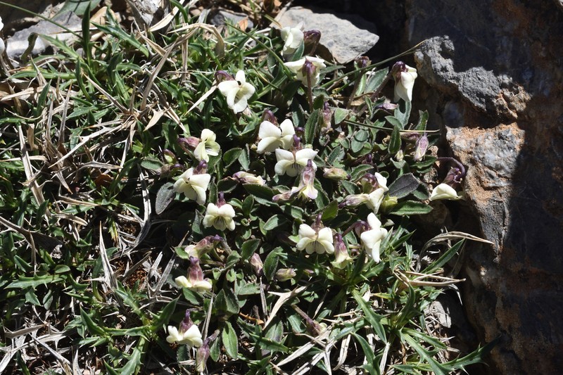 Viola saxifraga photo 4