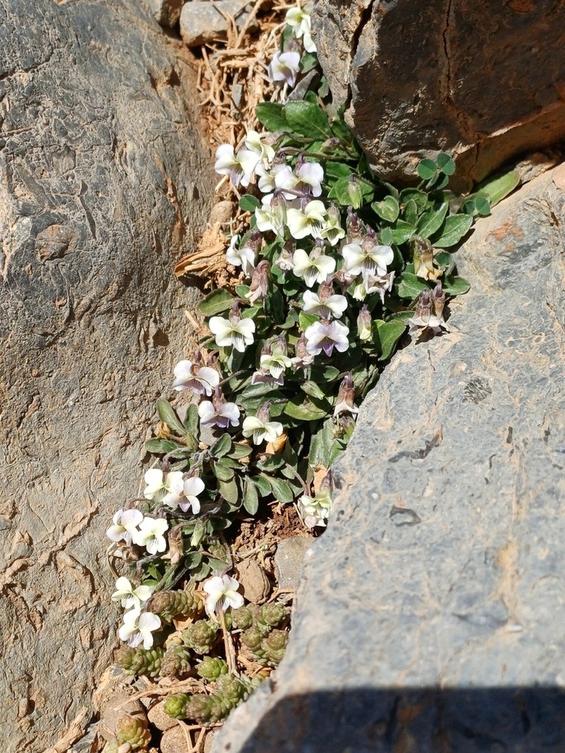 Viola saxifraga photo 5