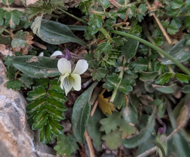 Viola saxifraga photo 7