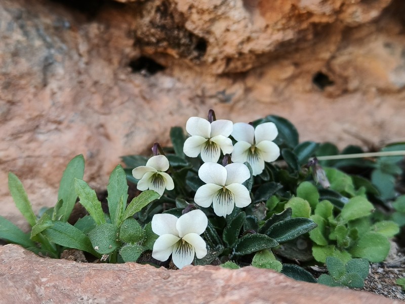 Viola saxifraga photo 8