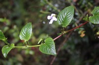 Viola scandens