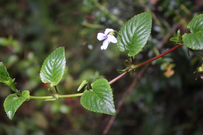 Viola scandens