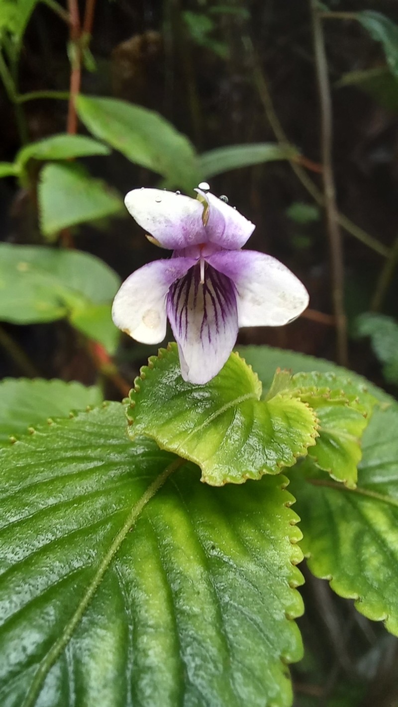 Viola scandens photo 2