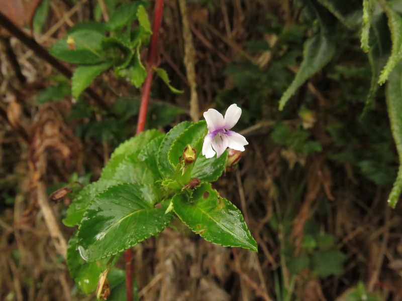 Viola scandens photo 3