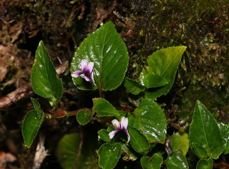Viola scandens photo 4