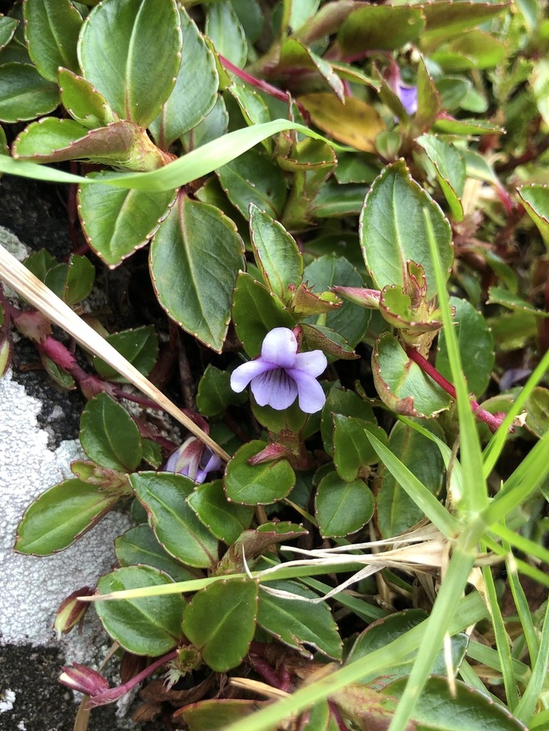 Viola scandens photo 5