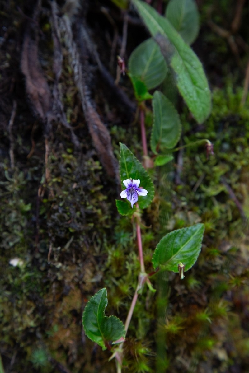 Viola scandens photo 6