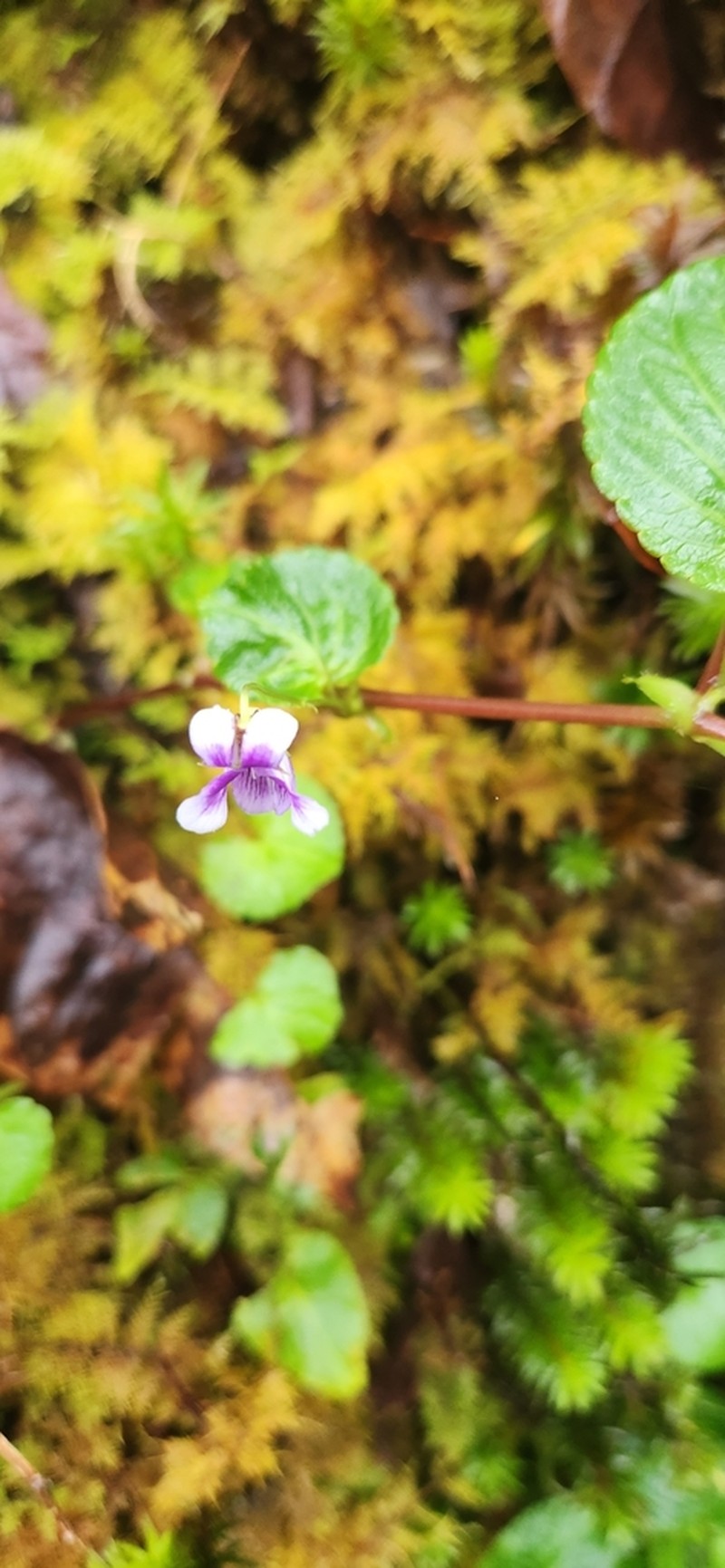 Viola scandens photo 7