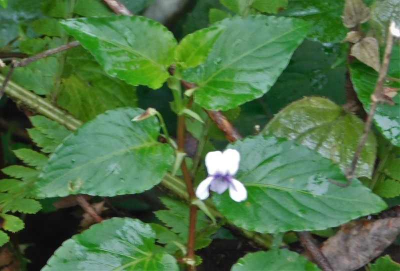 Viola scandens photo 8