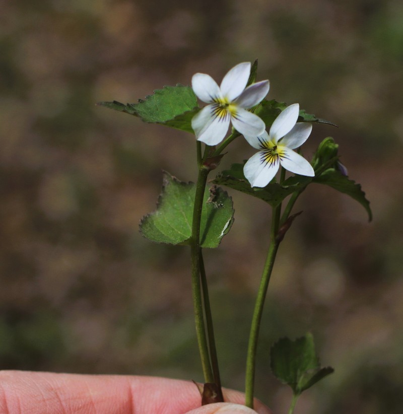 Viola scopulorum