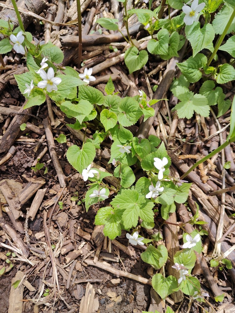 Viola scopulorum photo 2