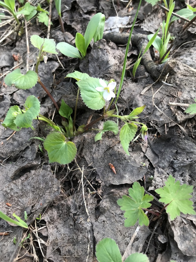 Viola scopulorum photo 3