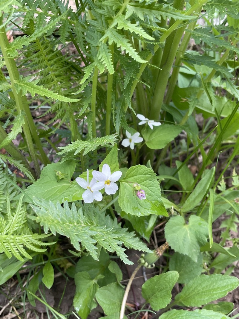 Viola scopulorum photo 4