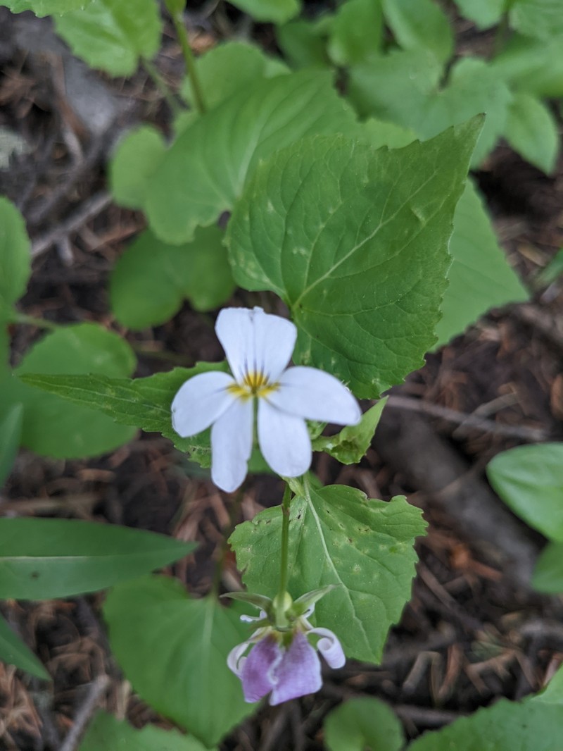 Viola scopulorum photo 5
