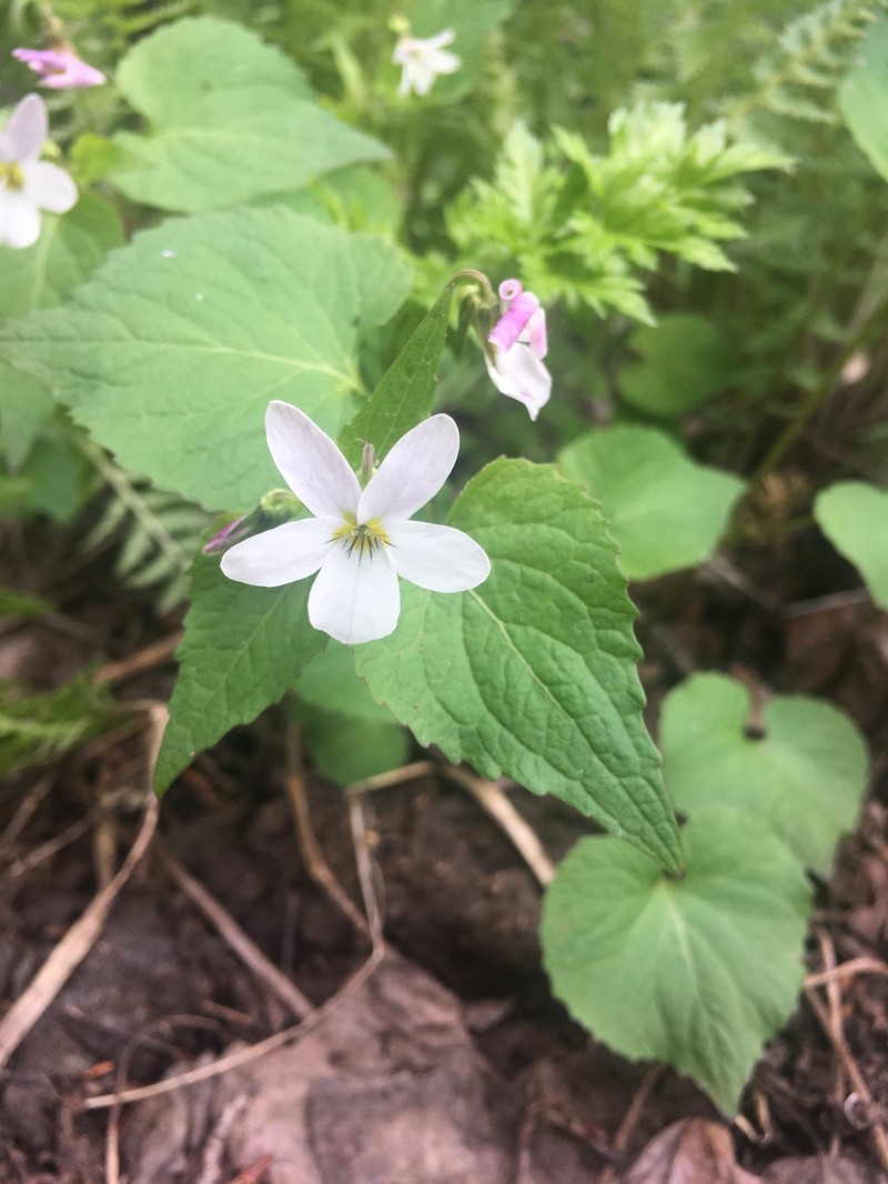Viola scopulorum photo 6
