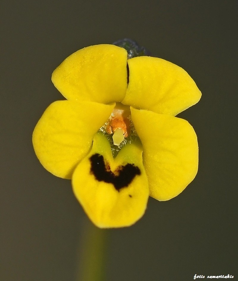 Viola scorpiuroides photo 2
