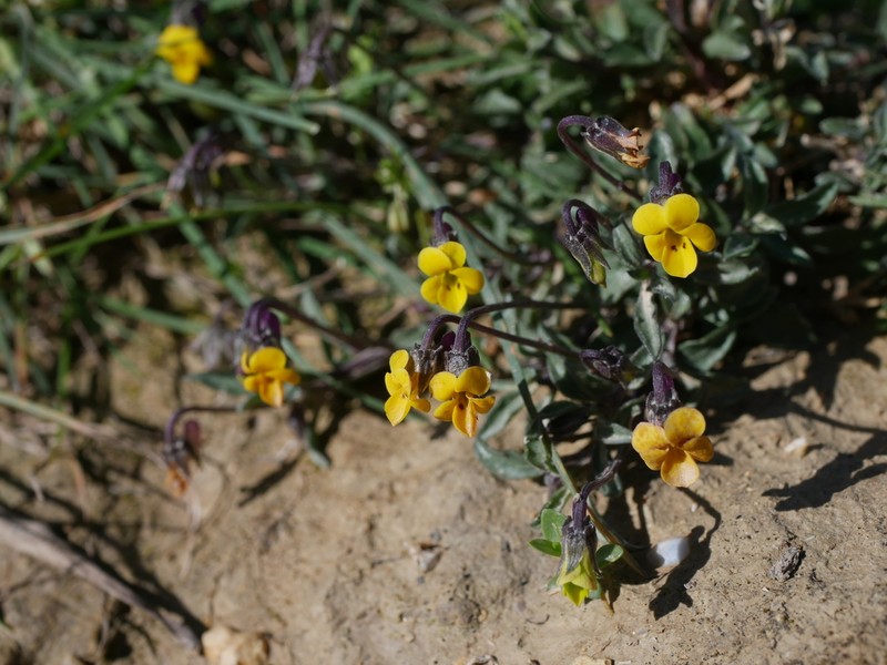 Viola scorpiuroides photo 3