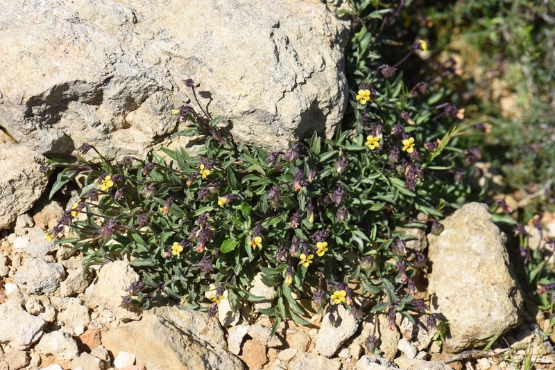 Viola scorpiuroides photo 4
