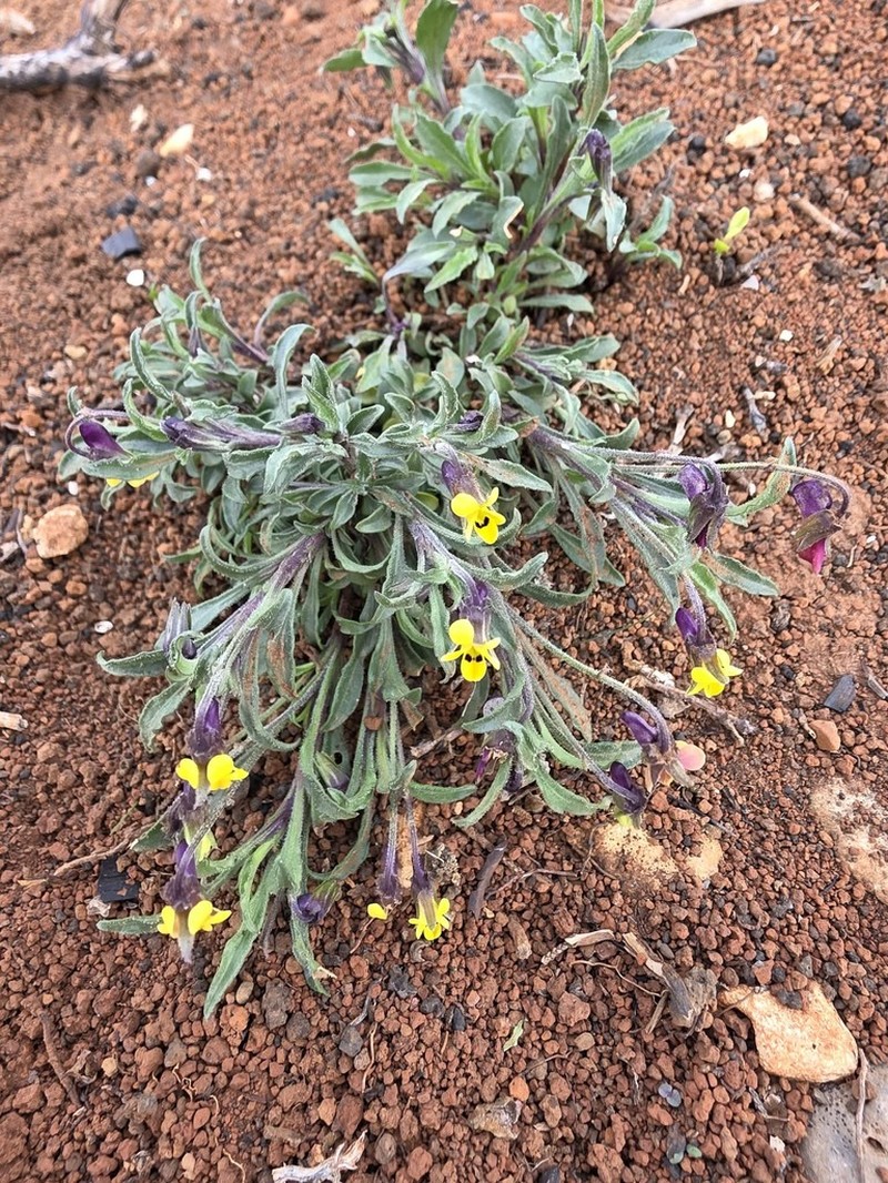 Viola scorpiuroides photo 5
