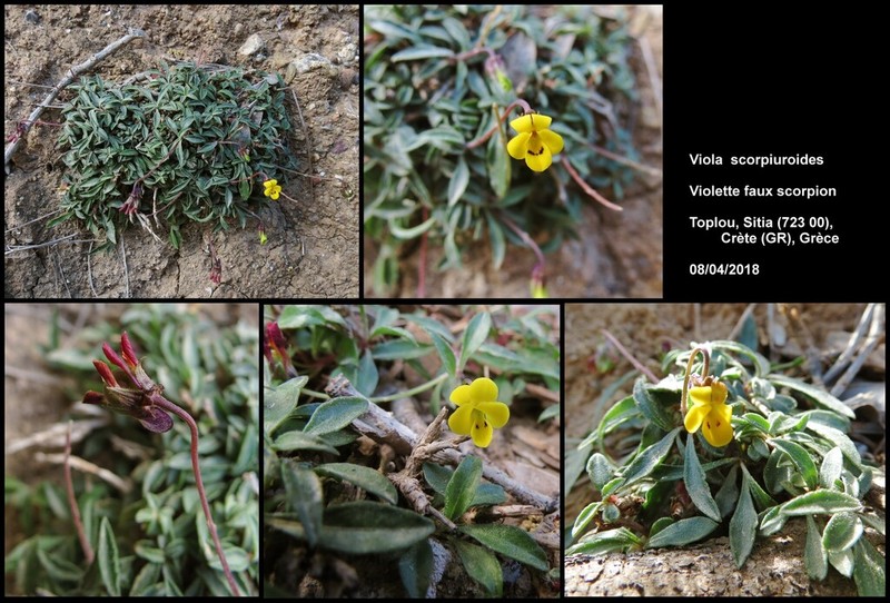Viola scorpiuroides photo 6