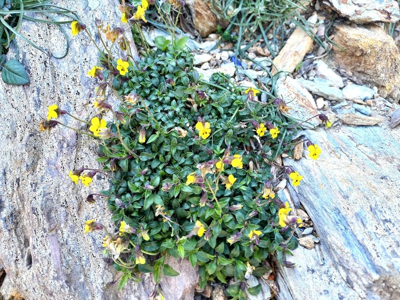 Viola scorpiuroides photo 7
