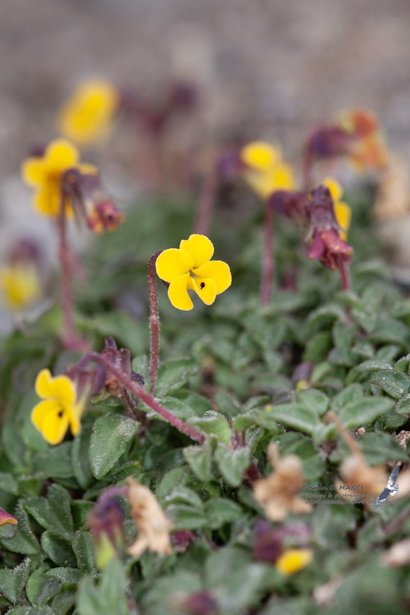 Viola scorpiuroides photo 8