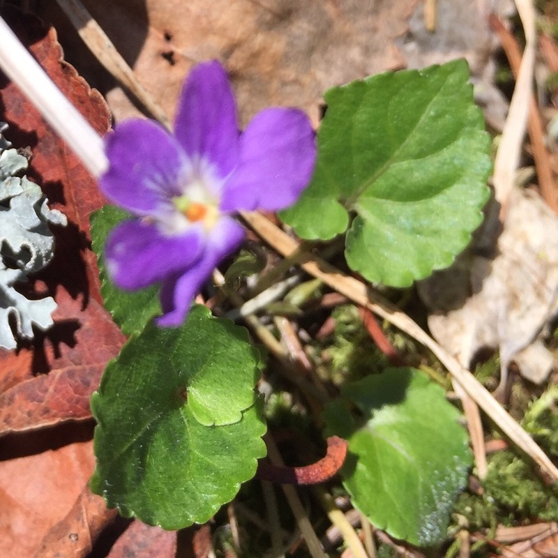 Selkirk's Violet photo 2