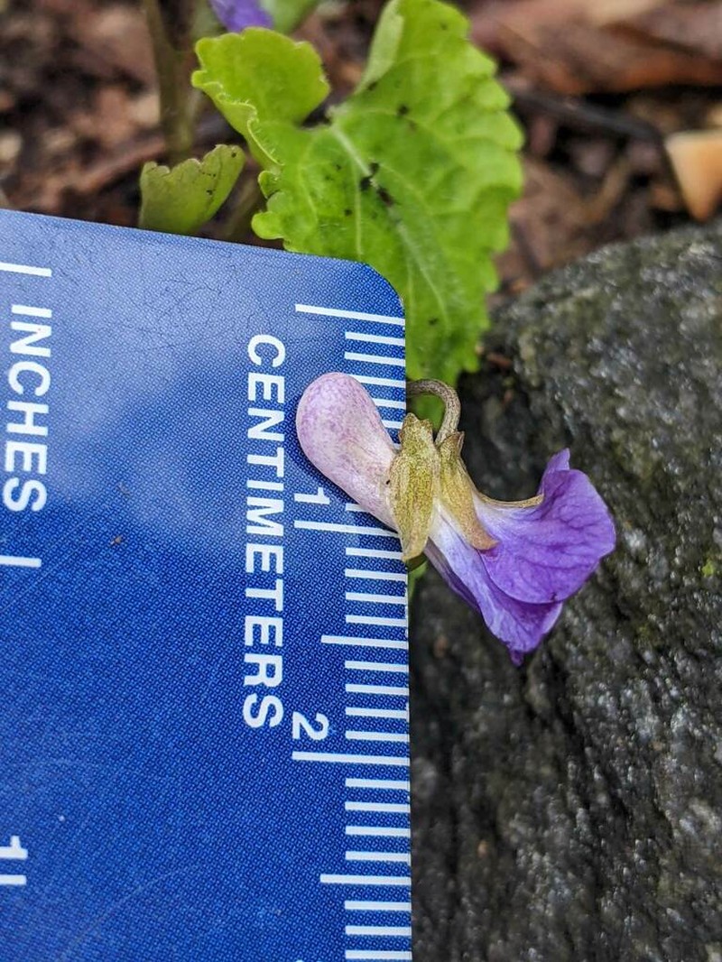 Selkirk's Violet photo 3