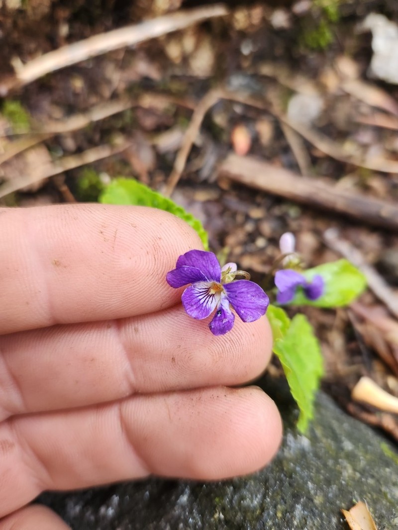 Selkirk's Violet photo 4