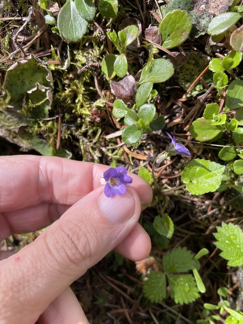 Selkirk's Violet photo 5