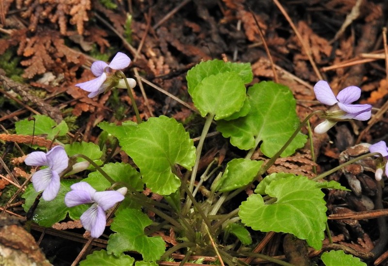 Selkirk's Violet photo 6