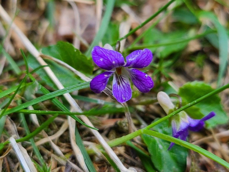 Selkirk's Violet photo 7