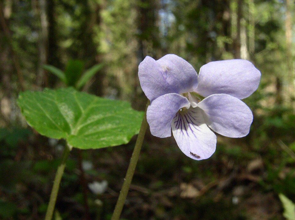 Selkirk's Violet