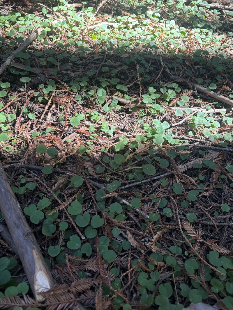 Evergreen Violet photo 3