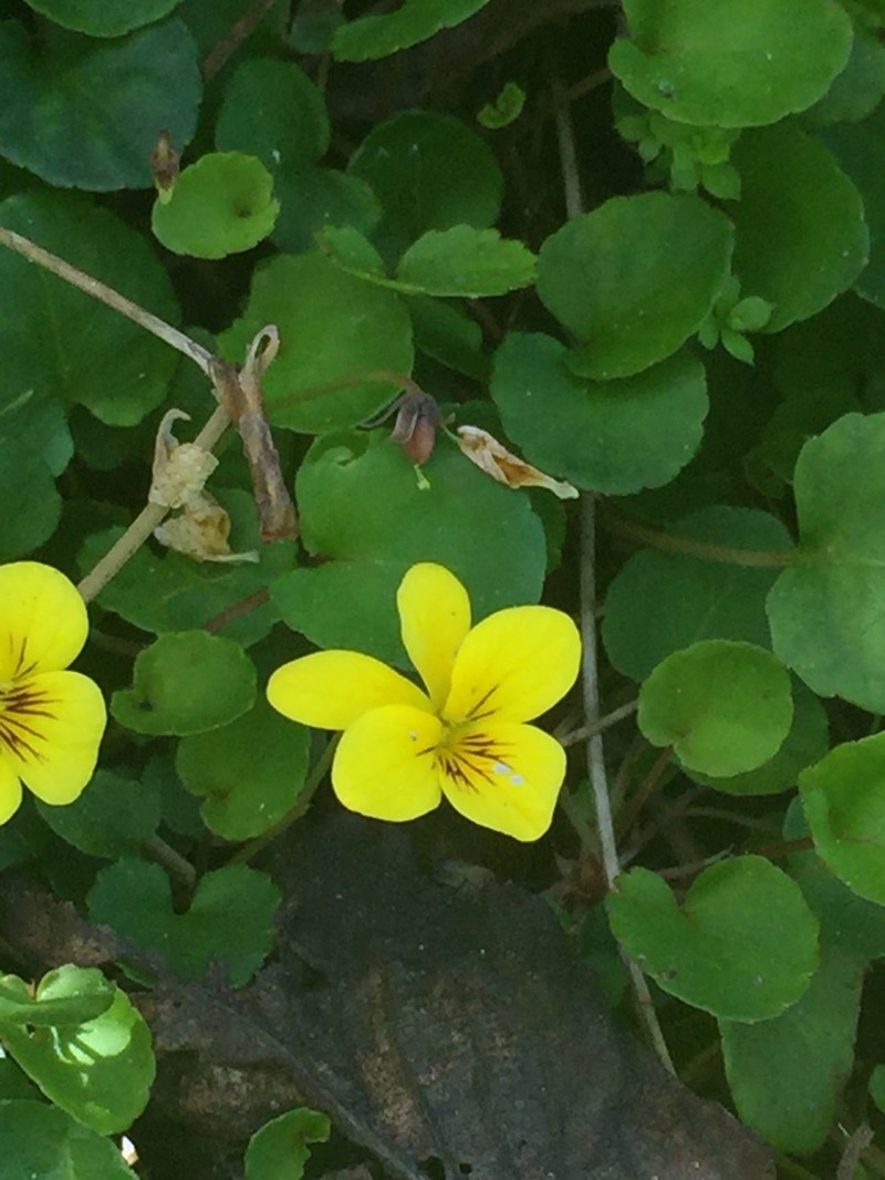 Evergreen Violet photo 4