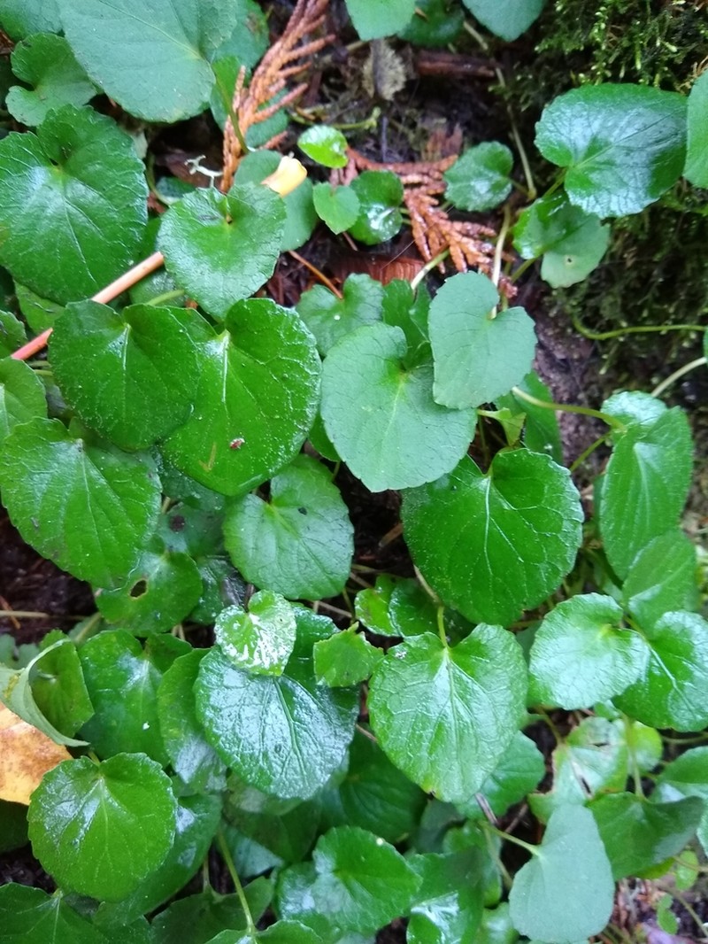 Evergreen Violet photo 5