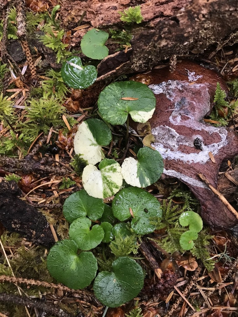 Evergreen Violet photo 6