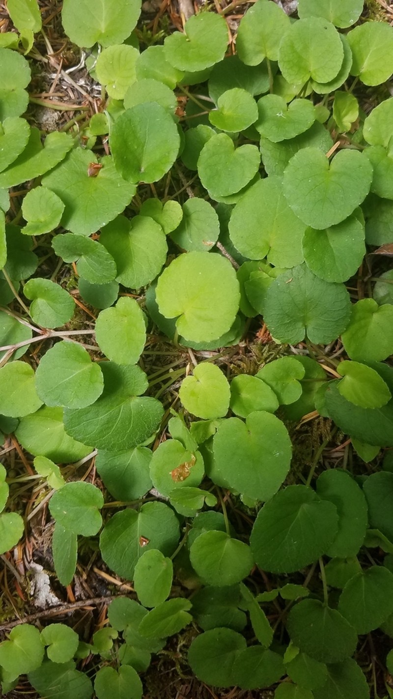 Evergreen Violet photo 7