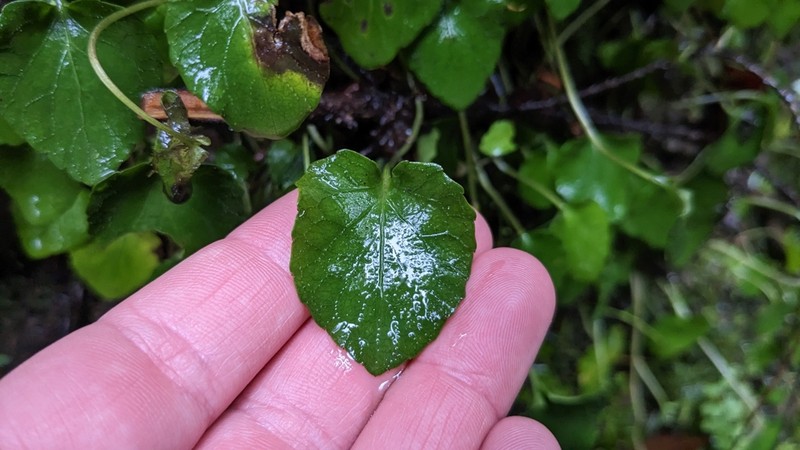 Evergreen Violet photo 8